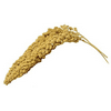 Birds LOVE Spray Millet Non-GMO for Birds Cockatiel Lovebird Parakeet Finch Canary All Parrots Healthy Treat