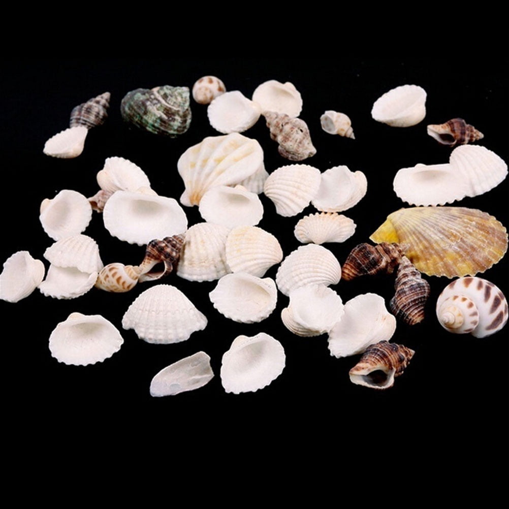Xgood 100g Beach Mixed SeaShells Mix Sea Shells Nepal Ubuy
