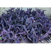 10 Jew cuttings Purple Heart Wandering Tradescantia Pallida Purpurea Live Plants