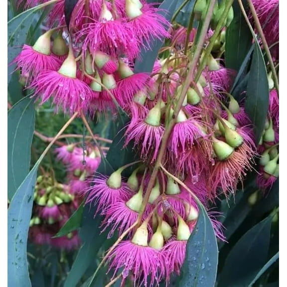 30 Red Ironbark Tree Seeds for Planting - Eucalyptus Sideroxylon