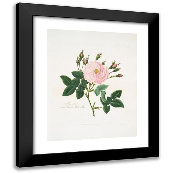 Mary Lawrance 12x14 Black Modern Framed Museum Art Print Titled - Rosa Alba or Great Maiden's Blush Rose. (1799)