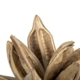 thumbnail image 4 of Vickerman 6" Bleached Star Pod, 1 piece, Dried, 4 of 4