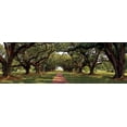 thumbnail image 2 of Jones, Mike 32x13 White Modern Wood Framed Museum Art Print Titled - Enchanted Oaks, 2 of 4