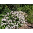 thumbnail image 2 of 20 White NEW JERSEY TEA Hummingbird Flower Ceanothus Americanus Shrub Seeds, 2 of 7