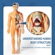thumbnail image 4 of Xihbxyly Modelo de Anatomía Humana, Rompecabezas Educativo de Esqueleto, Juguete de Construcción de Pvc, Ensamblaje de Órganos, Herramienta de Aprendizaje Científico, Uso Multiescenario, Apto para Ma, 4 of 7