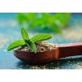 thumbnail image 4 of Holy Basil Tulsi Basil Plant Herbs Certified Organic 3.5 inch pots, 4 of 6