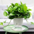thumbnail image 3 of Flower Pot Self Watering, Set Of 3 Herb Pots With Irrigation System, Flower Pot Plastic Herb Pot Kitchen Set, Self Watering Flower Pots Plant Pot For, 3 of 4