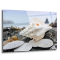 thumbnail image 2 of Epic Art 'Crescent Beach Shells 11' by Alan Blaustein Acrylic Glass Wall Art, 36"x24", 2 of 8