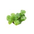 thumbnail image 2 of Triangular Ficus - 6" from California Tropicals, 2 of 2