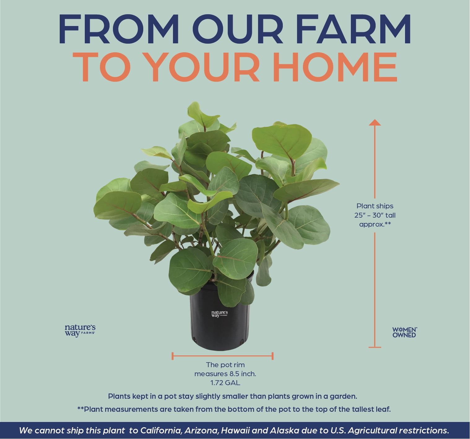 Nature’s Way Farms Seagrape Outdoor Live Plant (25-30in Tall) in Grower Pot