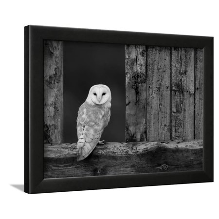 Barn Owl In Old Farm Building Window Scotland Uk Cairngorms