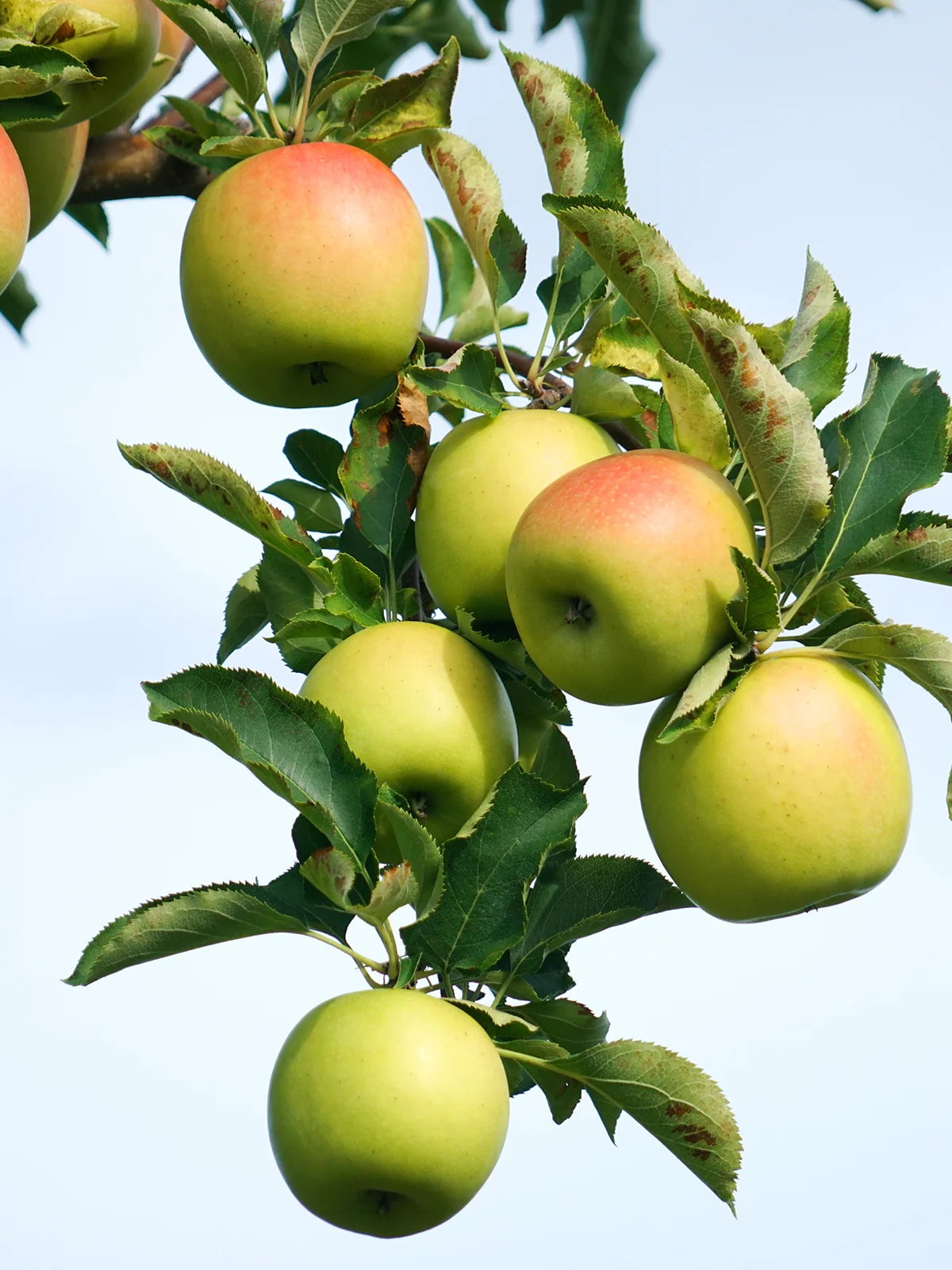 Expert Gardener 3-4 ft tall Gold Rush Apple Live Tree in 7-Gallon Grower Pot