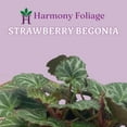 thumbnail image 2 of Bubbleblooms Strawberry Begonia Saxifraga Stolonifera Indoor House Plant 4-inch Pot, 2 of 8