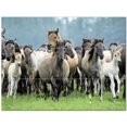 thumbnail image 1 of Horse Photo Ceramic Tile Mural Kitchen Backsplash Bathroom Shower 405256-S43, 1 of 3