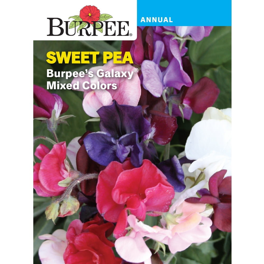 Burpee Burpee's Galaxy Mixed Colors Sweet Pea Flower Seed, 1Pack