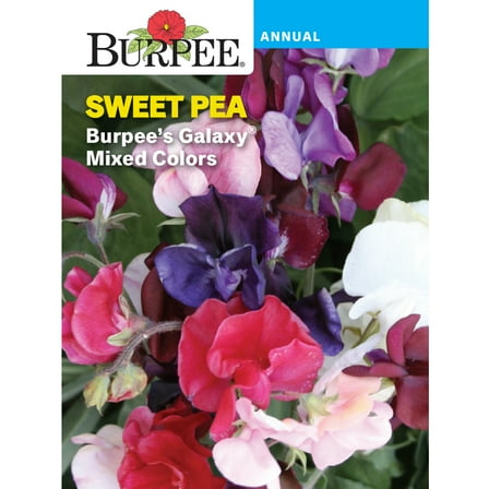 Burpee Burpee's Galaxy Mixed Colors Sweet Pea, Annual Flower Seed, 1-Pack, Full Sun