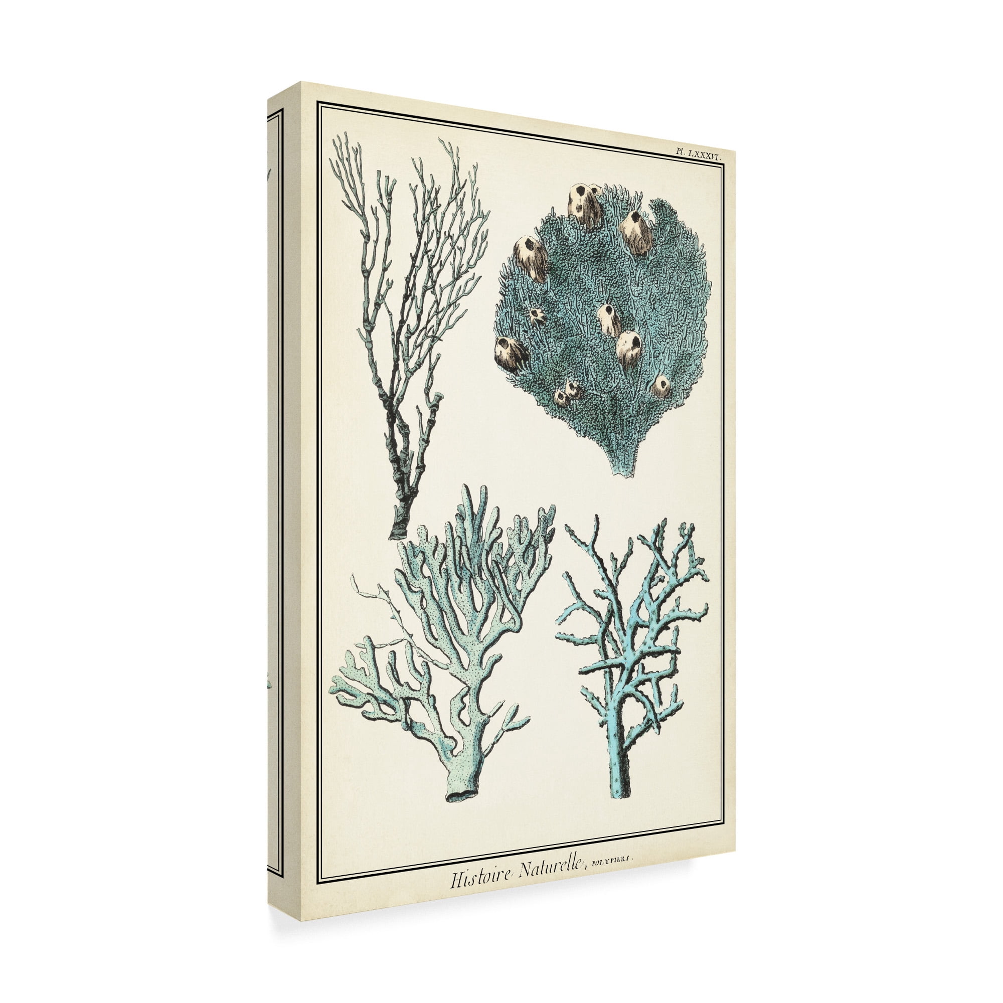 Trademark Fine Art 'Oversize Coral Species II' Canvas Art by Vision Studio