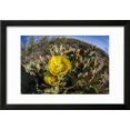 thumbnail image 2 of Flowering prickly pear cactus (Opuntia ficus-indica), in the Sweetwater Preserve, Tucson, Arizona, Framed Print Wall Art By Michael Nolan, 2 of 5