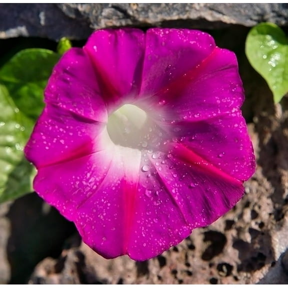 Morning Glory Scarlet O Hara Nice Garden Flower by Seed Kingdom 1/4 Lb Seeds