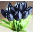 thumbnail image 2 of Black "Queen of The Night" Tulip Bulbs - Fresh Bulbs for Planting - Ship from Iowa, USA (20 Bulbs), 2 of 4
