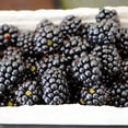 thumbnail image 4 of Set 2 Triple Crown Thornless BlackBerry Plant Live 4-8 Inch Tall, 4 of 6