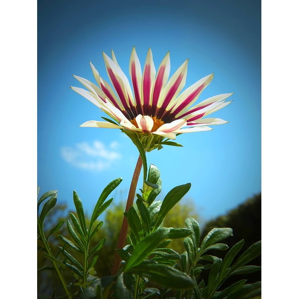Ice Plant Composites Bloom Blossom Gazanie Gazania 12 Inch By 18 Inch Laminated Poster With Bright Colors And Vivid Imagery Fits Perfectly In Many Attractive Frames Walmart Com Walmart Com