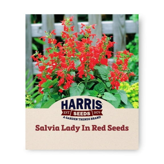 Harris Seeds - Salvia Lady In Red Seeds - Trumpet-Shaped Flowers - 500 Seeds