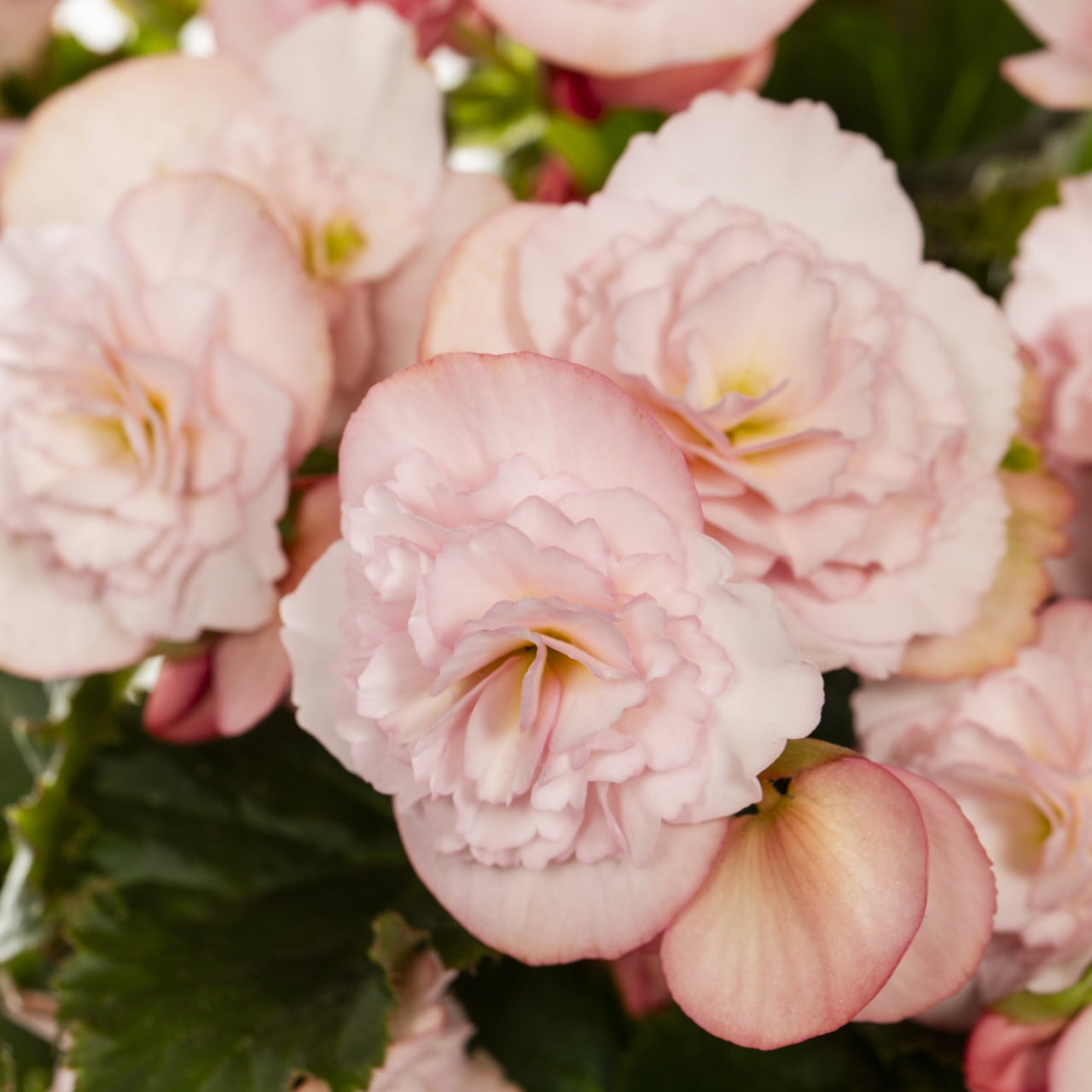 Better Homes & Gardens 3QT Pink Begonia Live Annual Plant Arden Decorative Pot Partial Shade