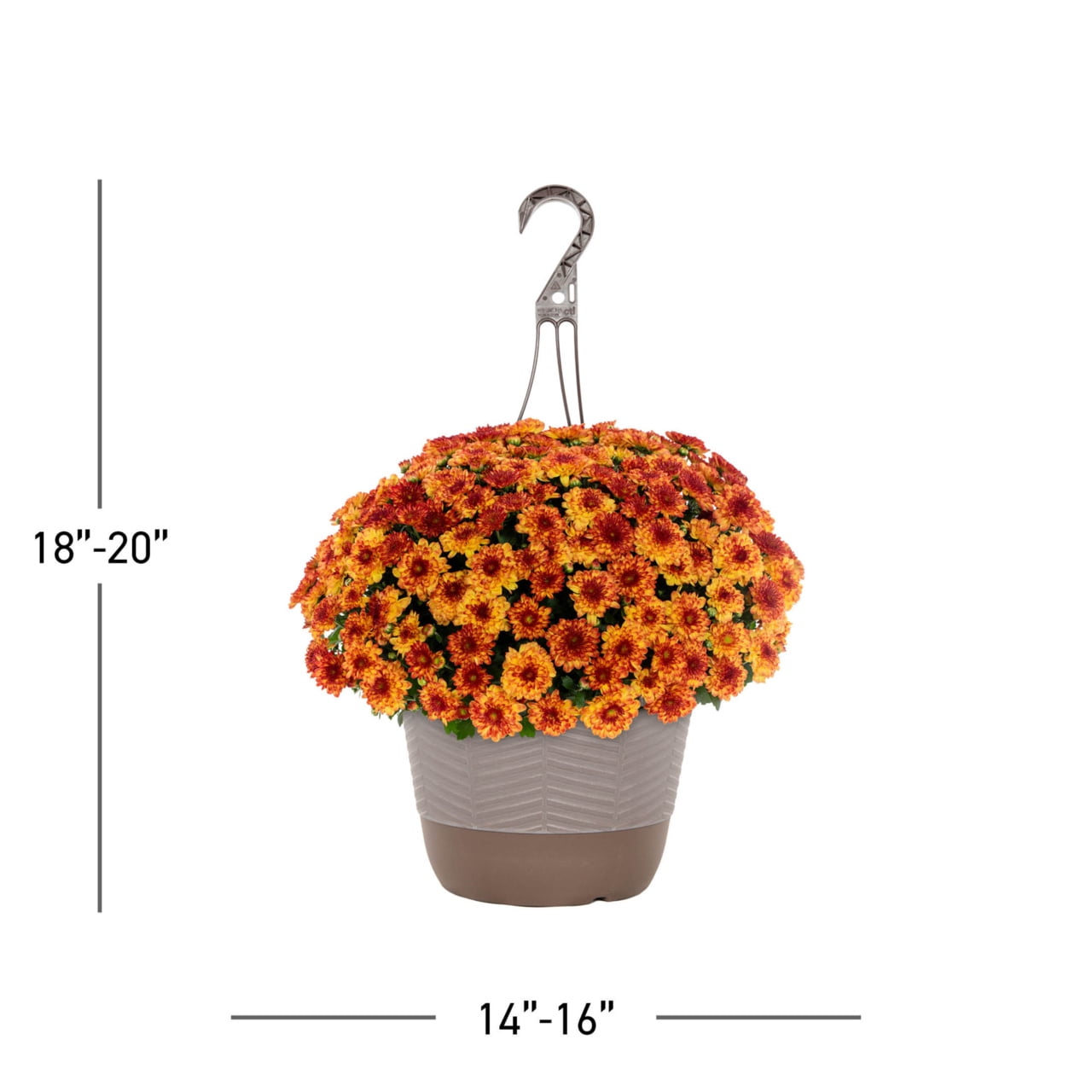 Better Homes & Gardens 1.5G Red & Yellow Bi-Color Garden Mum Live Plant in Hanging Basket