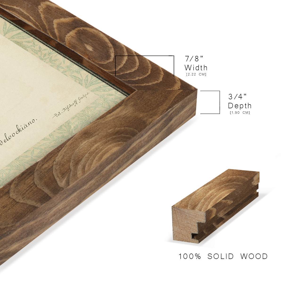 Bookplate Shells V - Framed Print w/glass - Walnut