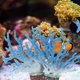 thumbnail image 5 of Decoración de arrecife de Coral de resina de planta de Coral falso para decoración de paisaje de acuario de pecera, 5 of 7