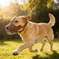 thumbnail image 4 of Anti-Biting Anti-Barking Metal Dog Muzzle, Adjustable Training Basket Muzzle for Medium and Large Dogs, Breathable Wire Muzzle for Safe Drinking and Panting, Black/Brown, 4 of 7