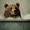 Bear in Bathtub Decorative, variant on Qisvanset Raphael Ninja Turtle Artwork Canvas Wall Art 15.75x11.81 INCHES