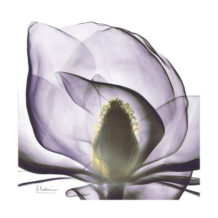 Zen Magnolia - Lilac Magnolia Purple Flower X-Ray Photo Print Wall Art By Albert Koetsier