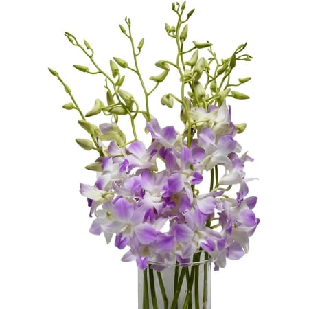 Dendrobium Light Lavender Tone 10 stems with vase