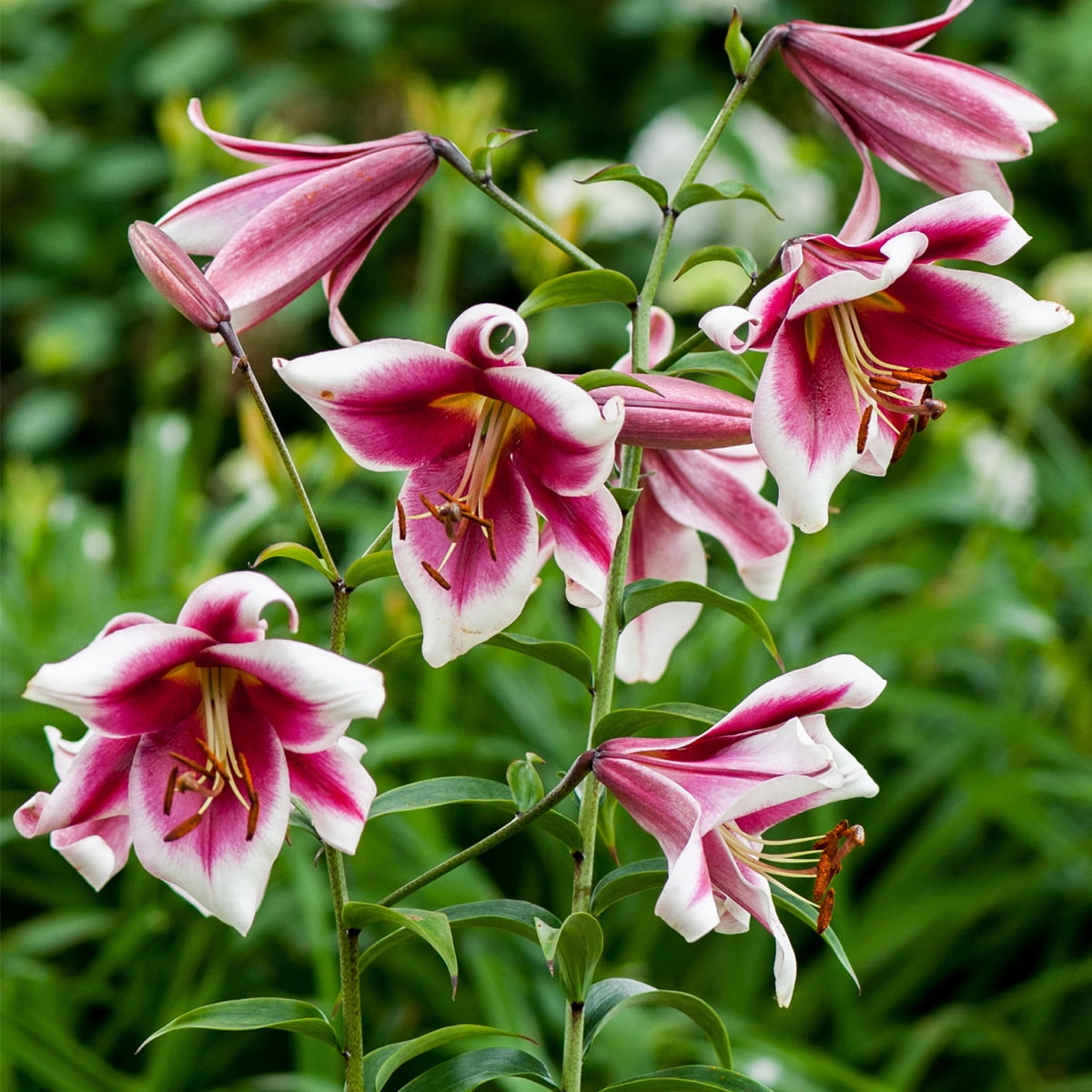 Van Zyverden Lilies Friso Set of 7 Bulbs Multicolor Partial Sun Perennial Pollinator 2 lbs