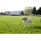 thumbnail image 4 of Juguete para Perro Chuckit! Mediano Parachoques, 4 of 5