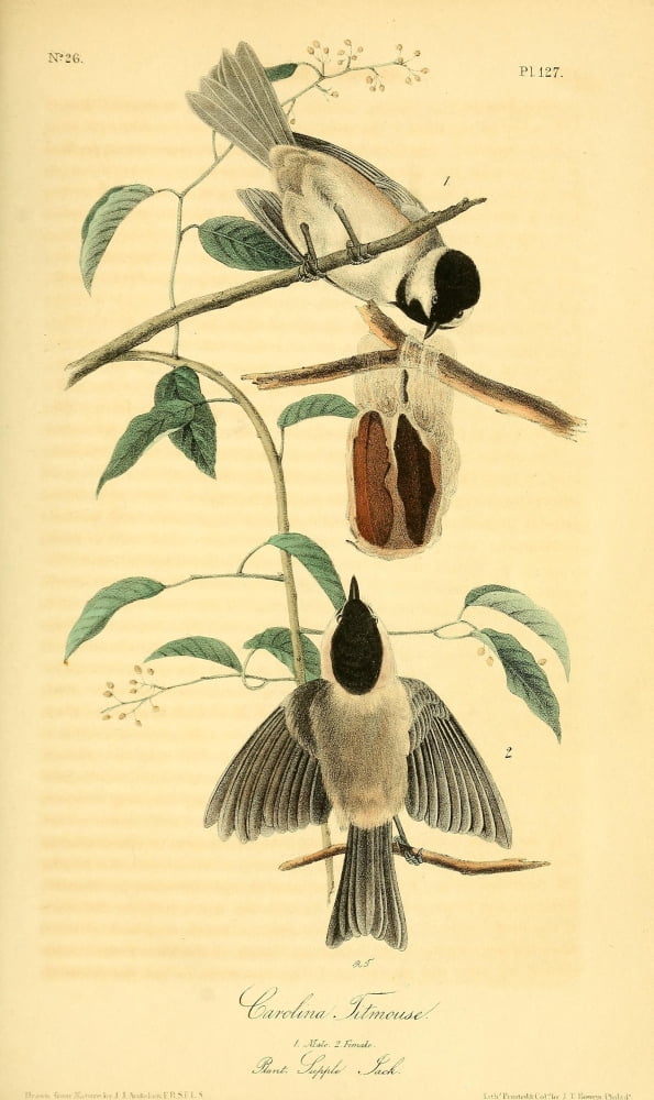 Birds Of America 18