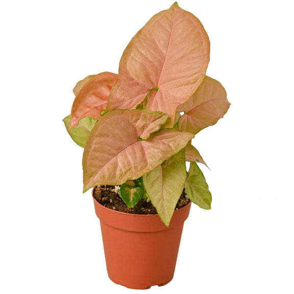 Syngonium 'Strawberry' Live Plant for Indoor | Different Houseplants in 4'' & 6'' Pot | Real House Plant for Living Room, Office, Desk & Bathroom | Goosefoot Plant | Nephthytis | Elephant Ear