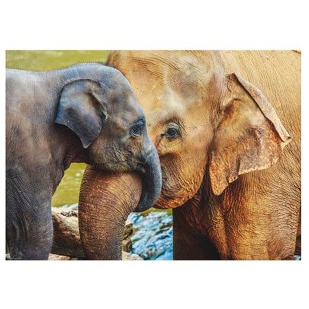IKEA Poster, elephant with baby 228.232320.1438