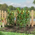 thumbnail image 3 of Spaco 3 Pack 60 inch Adjustable Tall Plant Support Trellis for Outdoor, Plant Support for Climbing Plants, Green, 3 of 11