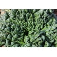 thumbnail image 3 of 1500 BLOOMSDALE SPINACH Spinacia Oleracea Vegetable Seeds, 3 of 8