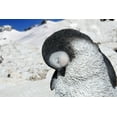 thumbnail image 4 of Garden Decor Animal Statue Large Sleeping Penguin, 4 of 4