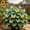 C, variant on Butterfly Flower Hostas For Planting Refresh Garden Gorgeous Variegated Leaves,Easy Care Perennial Patio Decoration Premium Stakes(Non-Artificial)