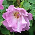thumbnail image 4 of Heirloom Roses - Blue For You Floribunda Rose Bush - Purple Rose Bushes, 4 of 5