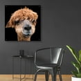 thumbnail image 4 of Epic Art 'Hippy Lama' by Epic Portfolio Acrylic Glass Wall Art, 36"x36", 4 of 8
