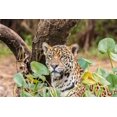 thumbnail image 2 of Jaynes Gallery 14x11 White Modern Wood Framed Museum Art Print Titled - Brazil-Pantanal Close-up of jaguar, 2 of 4