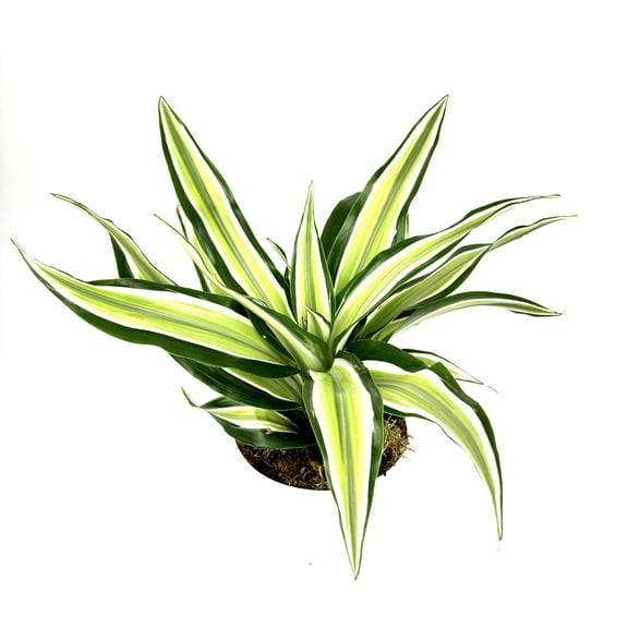 Dracaena Malaika Air Purifying House Plant, 4" Pot