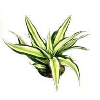 Dracaena Malaika Air Purifying House Plant, 4" Pot