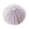 thumbnail image 2 of 1 Beautiful Natural Purple Sea Urchin 2"- 2 1/2" Coastal Beach Crafts Decor Art Coastal Cottage, 2 of 3